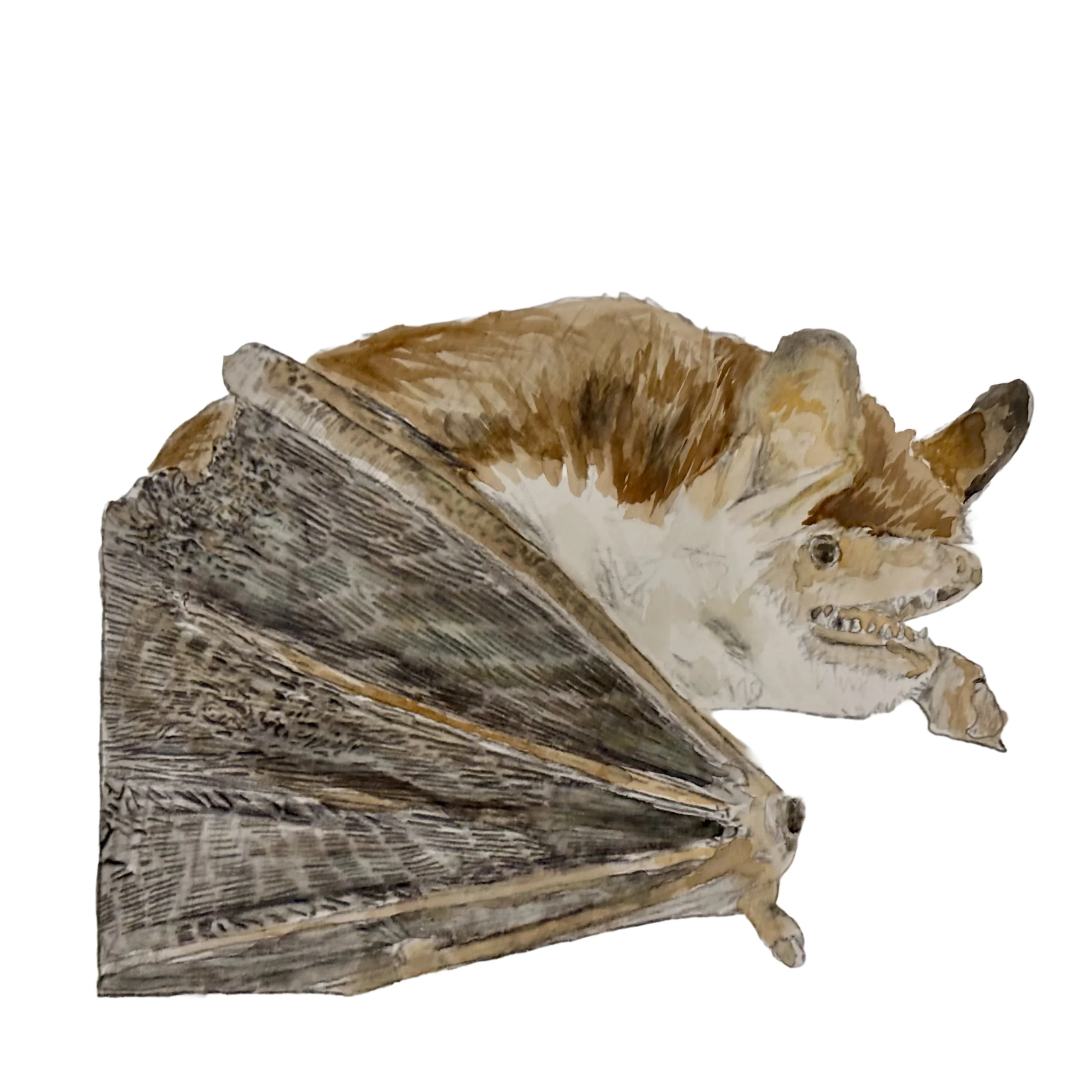Bat Watercolour 3